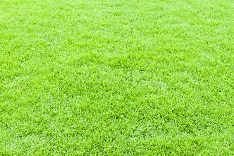 Green grass texture and background royalty free stock photography