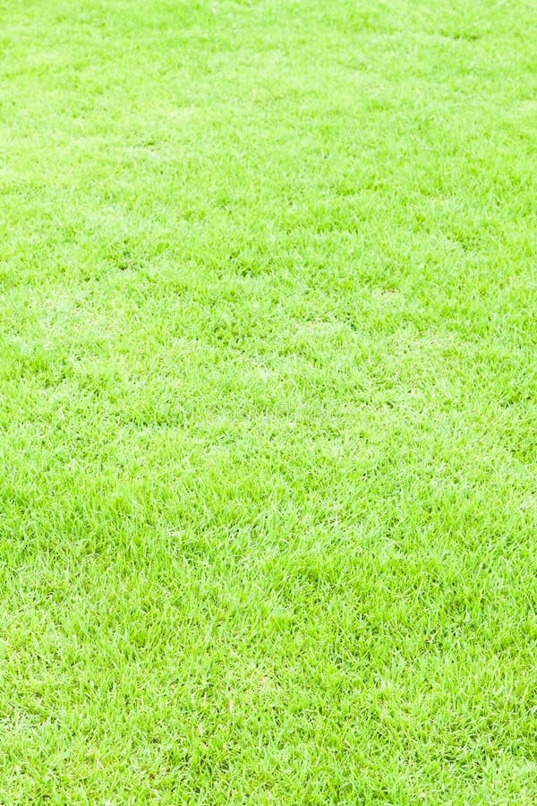 Green grass texture and background royalty free stock photos