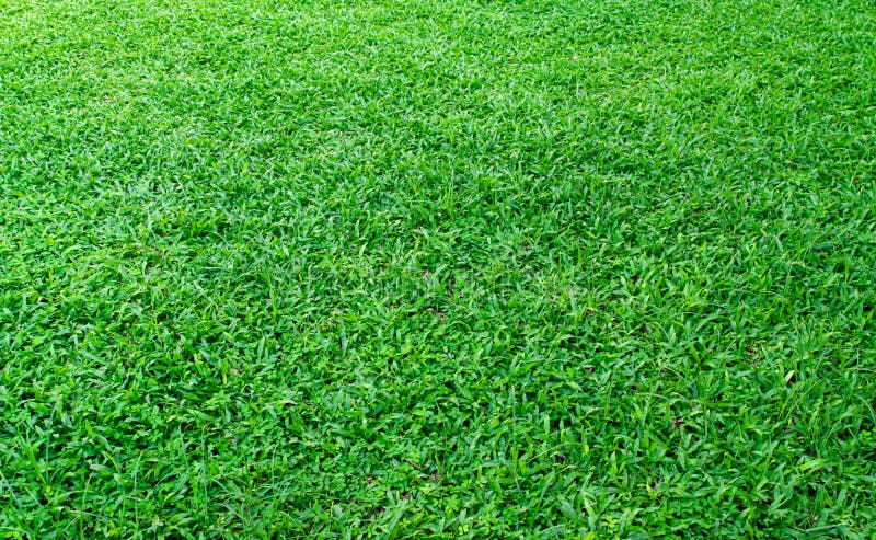 Green Grass Texture Background. Element of Design Green Lawn for Golf or  Football Field Backgrounds Stock Image - Image of grassy, leaf: 221610025