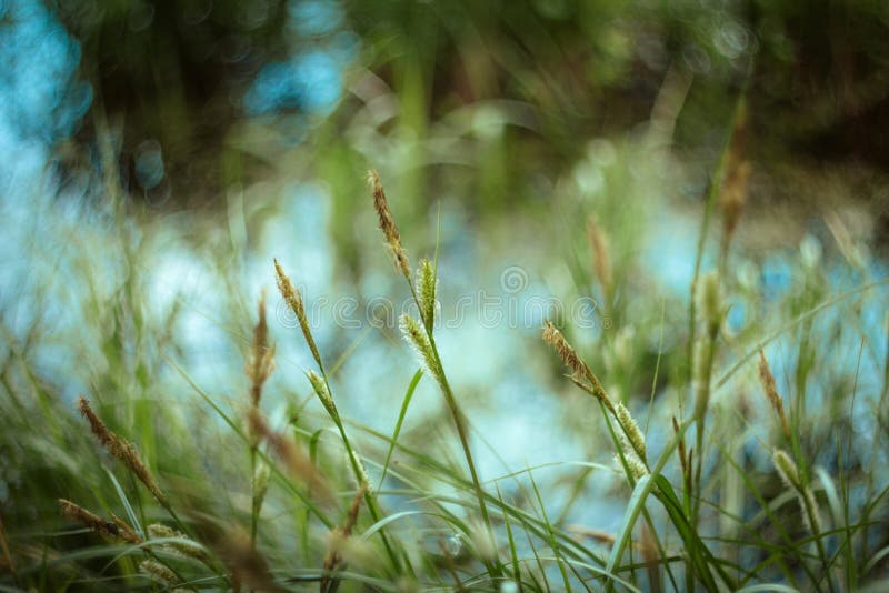 Green grass texture and bokeh background. Bright juicy sedge grass on green blue yellow blurred background close-up royalty free stock images Green grass texture and bokeh background. Bright juicy sedge grass on green blue yellow blurred background close-up royalty free stock images