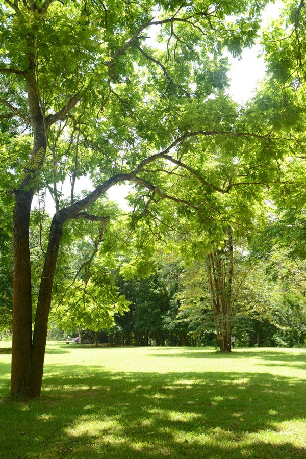 Green grass and tree