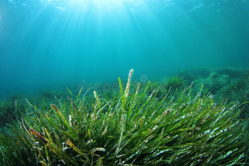 Green Grass Underwater In Sea Stock Image Image of kelp, lawn 38800819