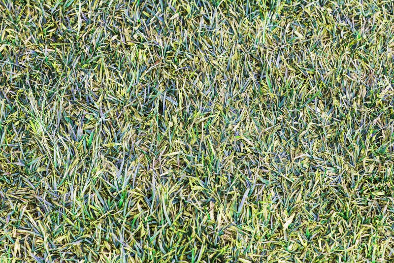 325 Editing Grass Green Stock Photos - Free & Royalty-Free Stock Photos  from Dreamstime