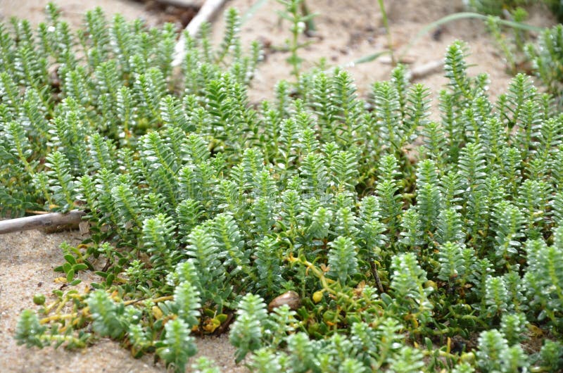 Green grass vine succulent plant in beach sand seaside dune royalty free stock photography Green grass vine succulent plant in beach sand seaside dune royalty free stock photography