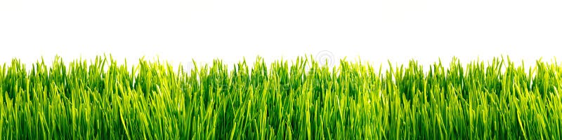 297,143 Grass Wallpaper Stock Photos - Free & Royalty-Free Stock Photos  from Dreamstime