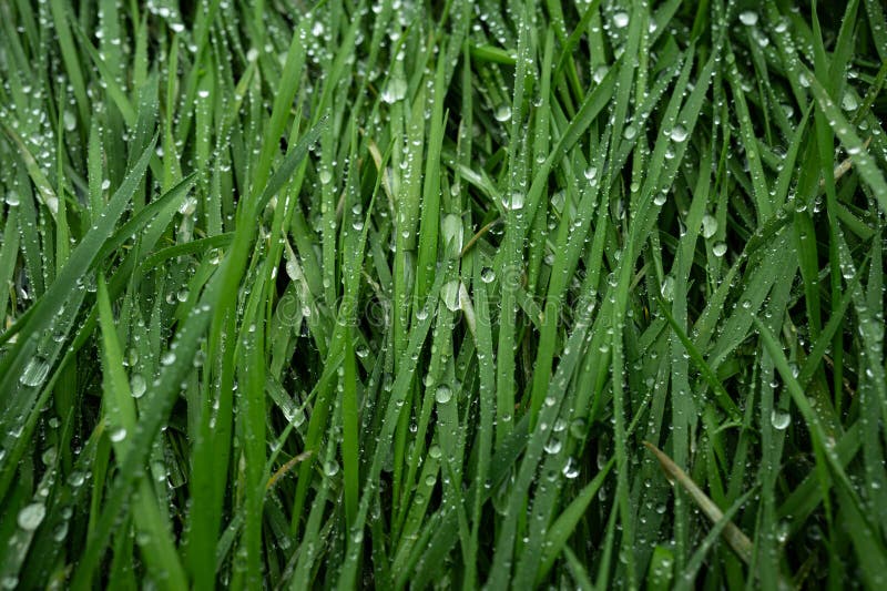 Green Grass with Water Drops Closeup Stock Image Image of rain, plant 275738899