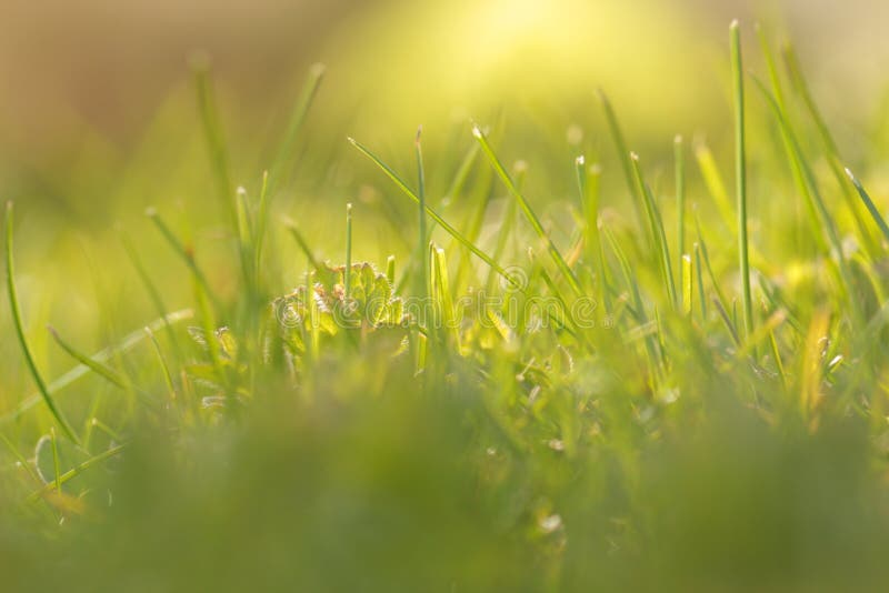 Green, Grass, Water, Vegetation Picture. Image 113155284