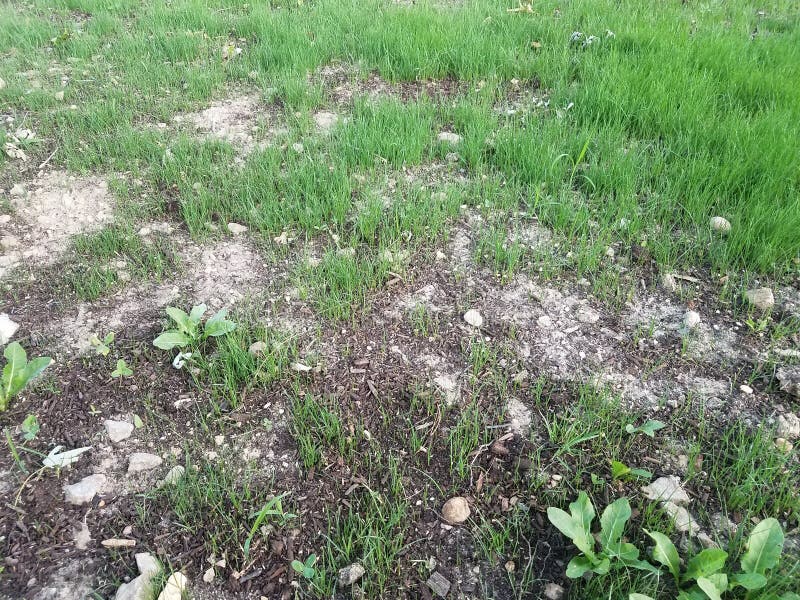 Green Grass And Weeds Growing In Dirt Or Soil Stock Image Image Of