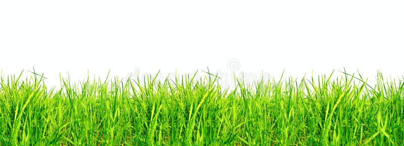 Green grass on white