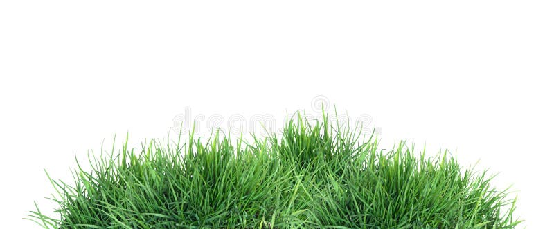 Green Grass On White