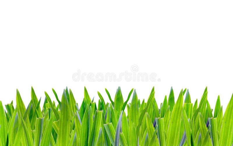 Green grass on white background