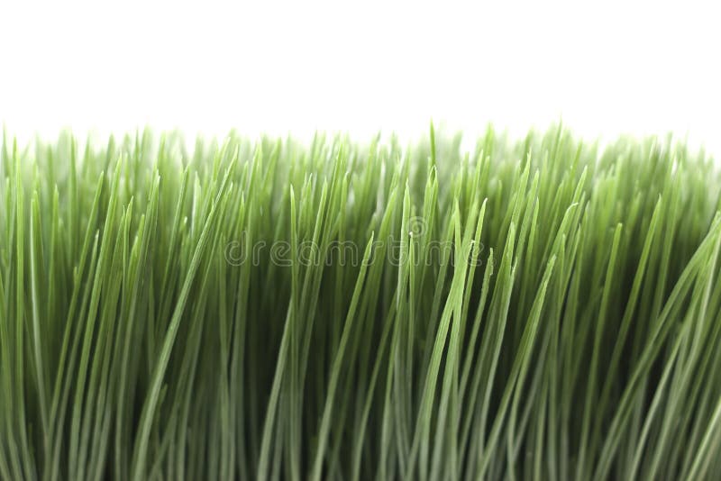 Green Grass on White Background Stock Photo - Image of organic, inside:  23037600