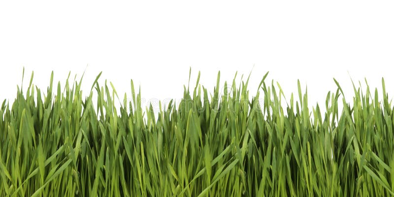 Green Grass on White Background stock photography