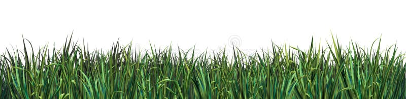 Green grass on white background