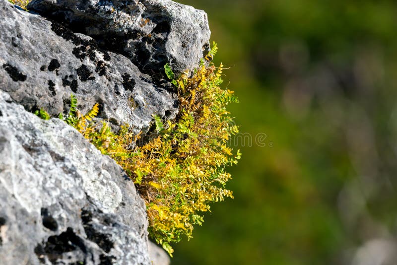 Green grass on wild stone in mountains