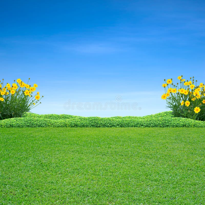 Green Grass and Yellow Flowers Stock Photo Image of summer, spring