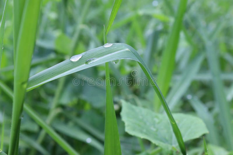 Green Grasses with Water Droplets after the Rain Falling. Stock Image