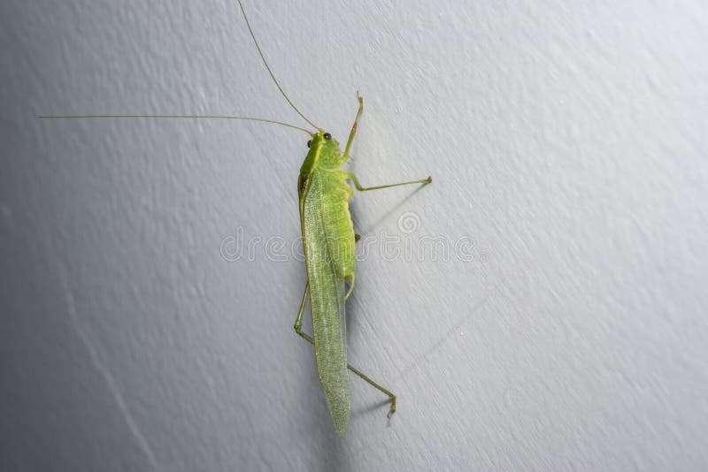 Green Cricket on a House Wall Stock Image Image of