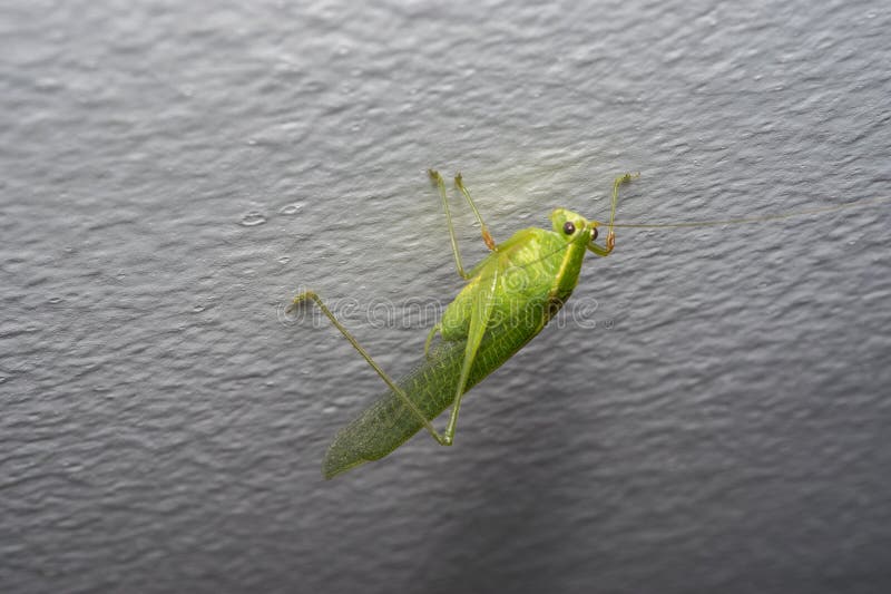 Green Cricket on a House Wall Stock Photo Image of