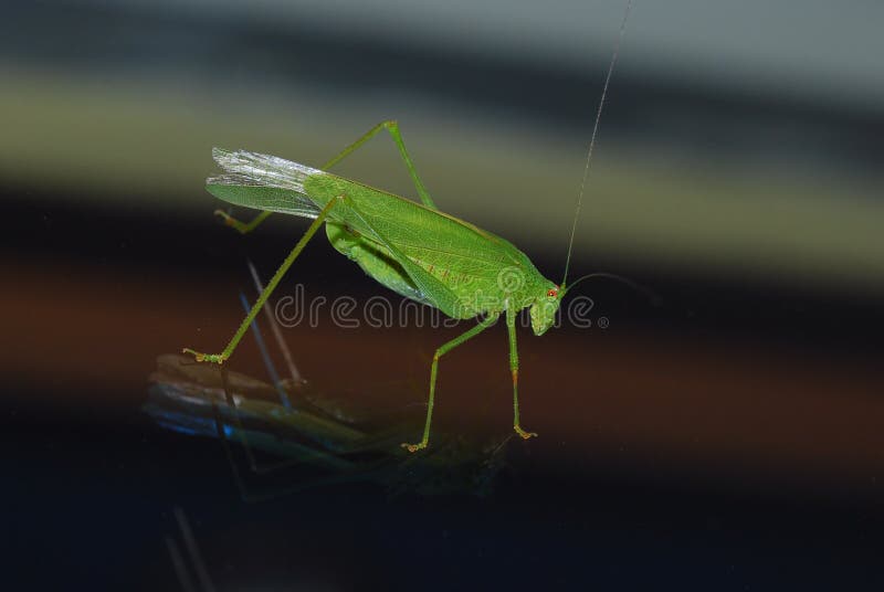 Green grasshopper on glass stock photo