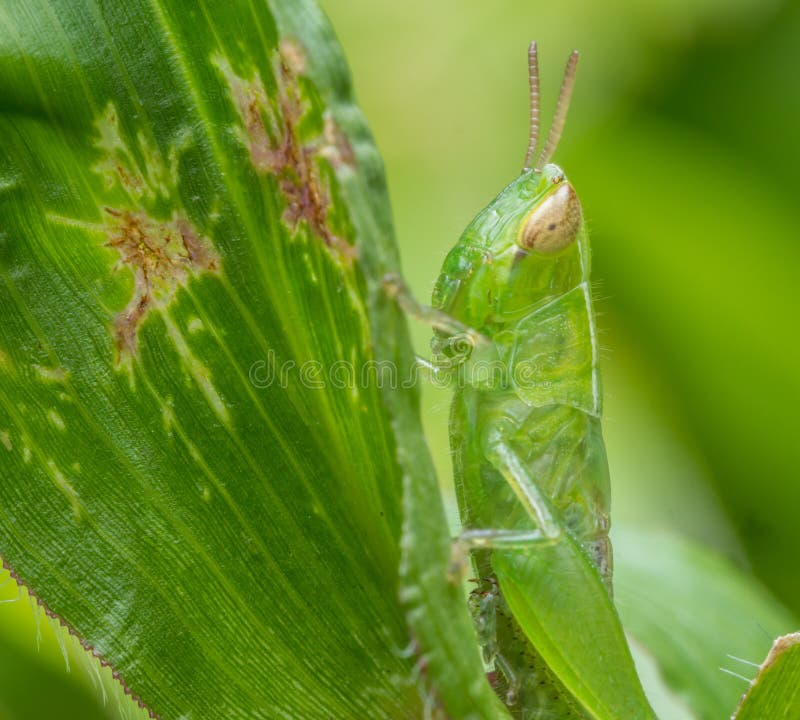 Green grasshopper hold on a glass stock photos
