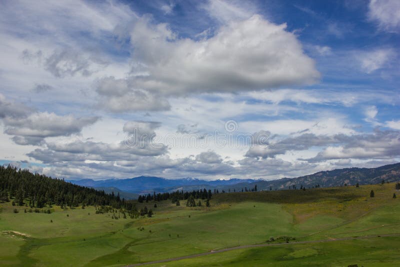 Panoramic photo of green grass and forested landscape