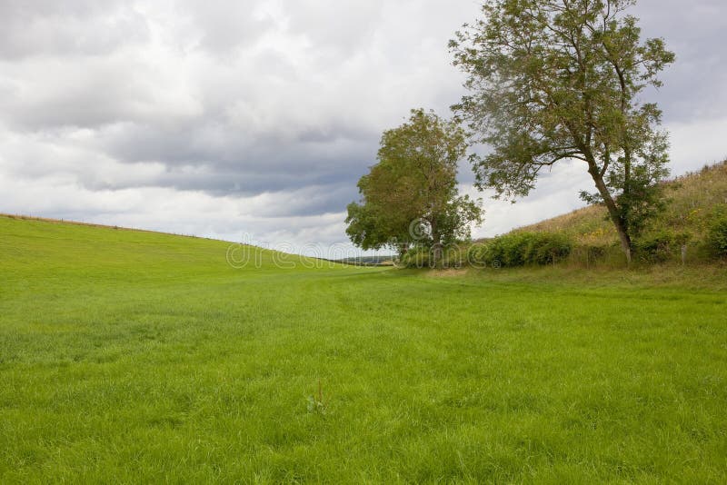 Green grazing meadow stock photo. Image of green, trees 97701352