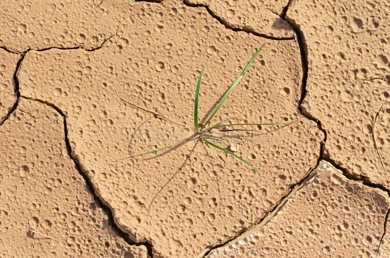 Green grass plant thrive in muddy desert ground after rain , cracked land