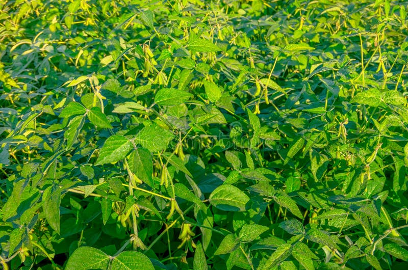 Green growing soybeans stock photo. Image of growing 66079958