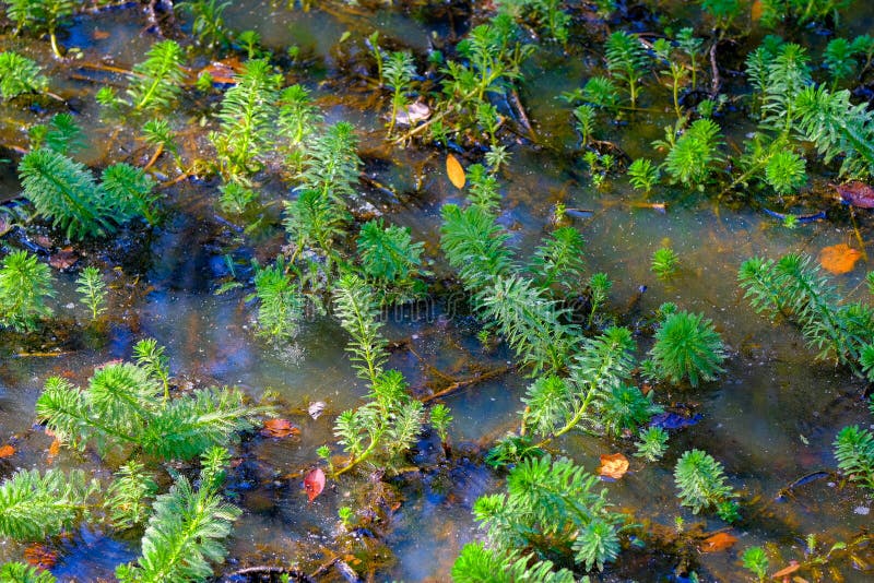 Green Marsh Grasses Under Blue Sky Stock Photo Image of plants, grass