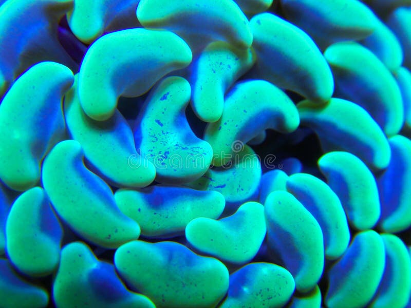 Green hammer coral close macro stock image