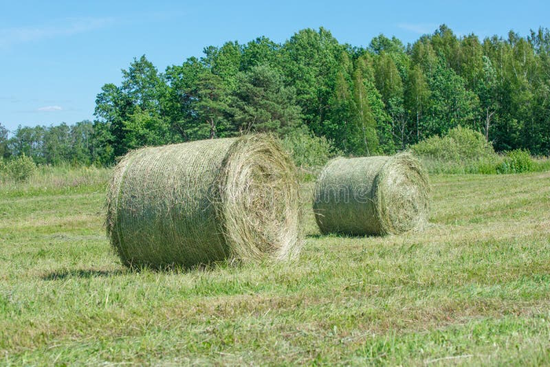 Green Hay Bale Rolls in a Mown Meadow Stock Image Image of crop