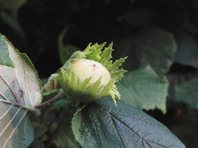Green Hazelnut on the Tree in a Garden in Tuscany, Italy Stock Image