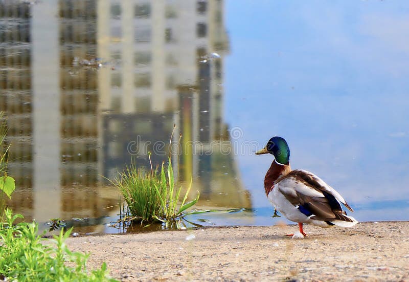 Green-head duck with a white plumage near the water in a big city. Green-head duck with a white plumage near the water in a big city