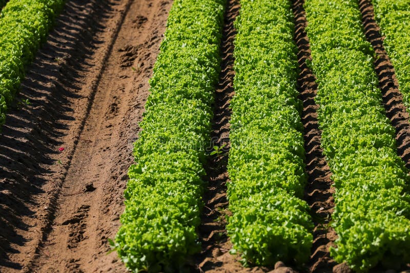Green Heads of Lettuce in the Field Stock Image Image of lettuce, salads 267005371