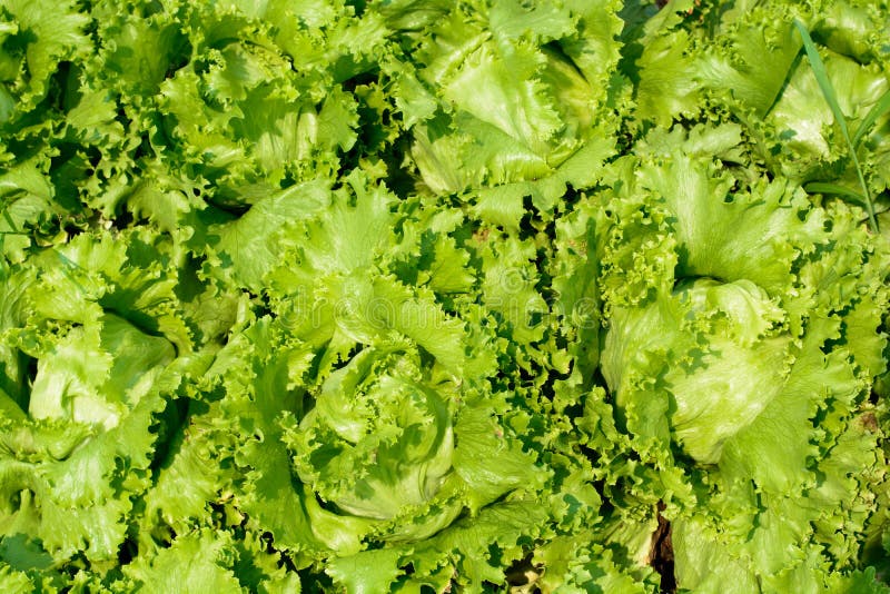 Green Heads of Lettuce,Fresh Lettuce Growing in Vegetable Garden Stock ...