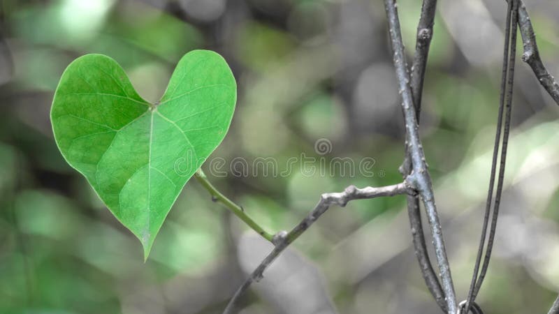 Green heart leaf in nature stock image