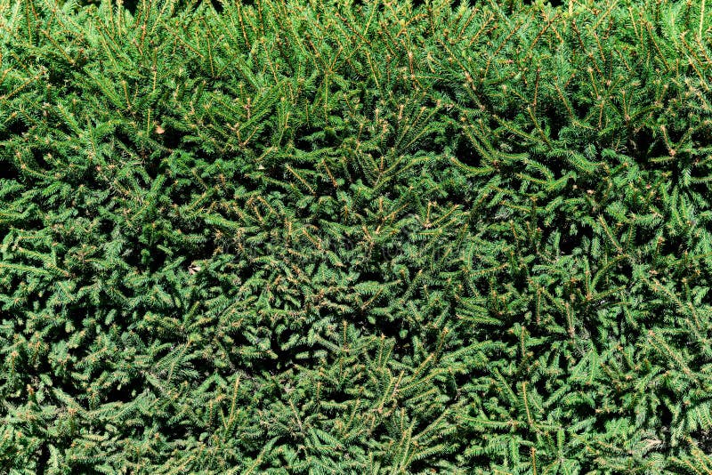 Green Hedge from Evergreen Coniferous Fir Trees Stock Photo Image of