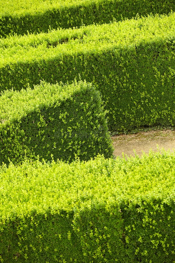 Green hedge flowerbed stock image