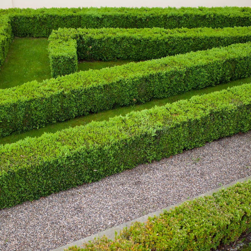 Green hedge stock image