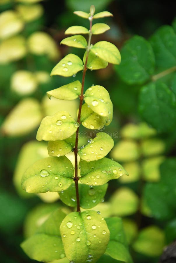 Green herb in the garden