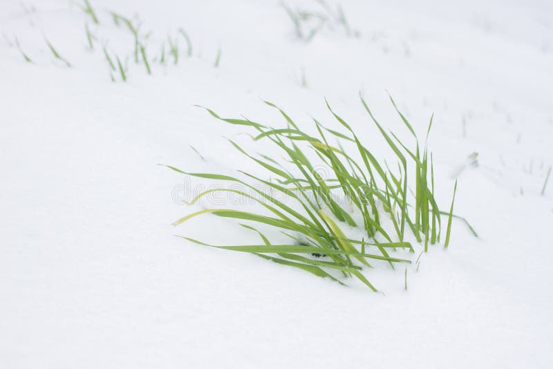 Green herb into snow. Grass sprout covered by snow.