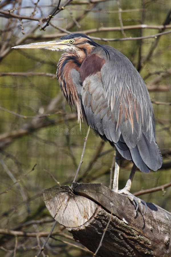 Green heron