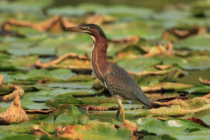 Green Heron