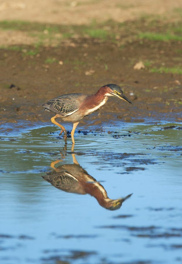 Green Heron