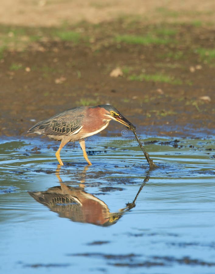 Green Heron