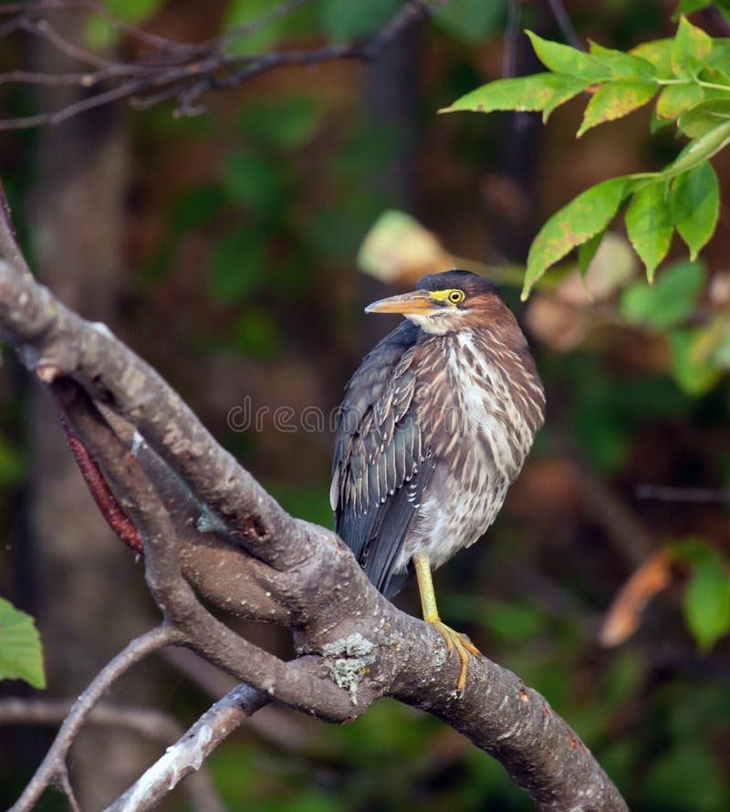 Green Heron stock photo. Image of midwest, perching, branch 26754974