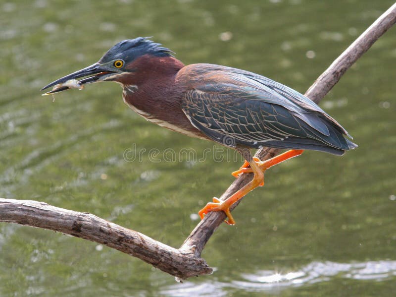 Green Heron