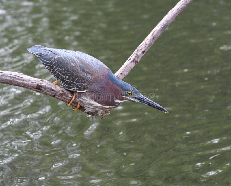 Green Heron