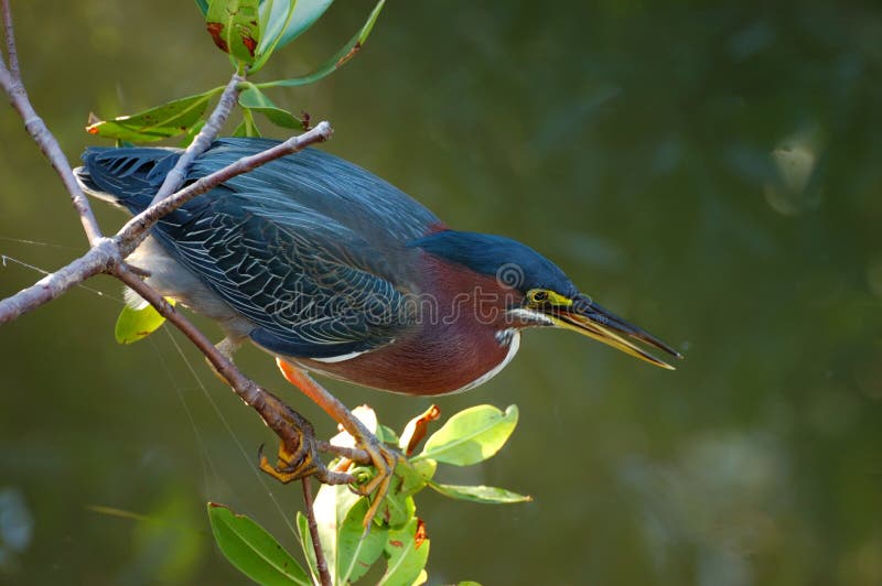 Green Heron butorides virescen